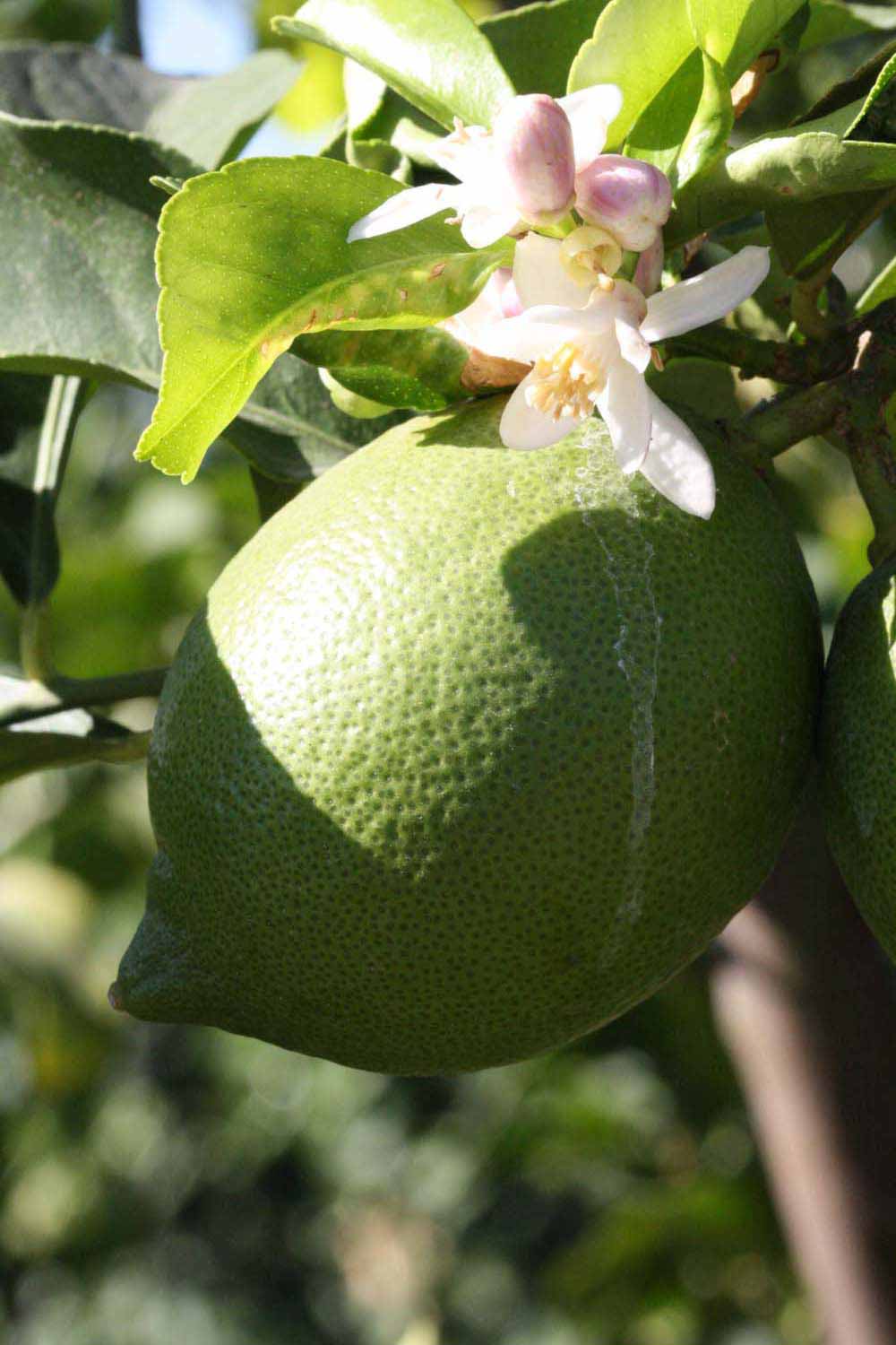            Immature fruit (Riverside, CA)   